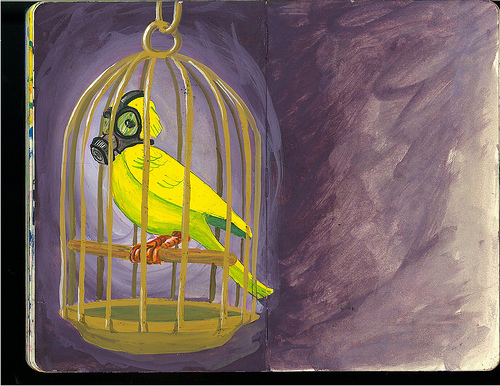 canary blog